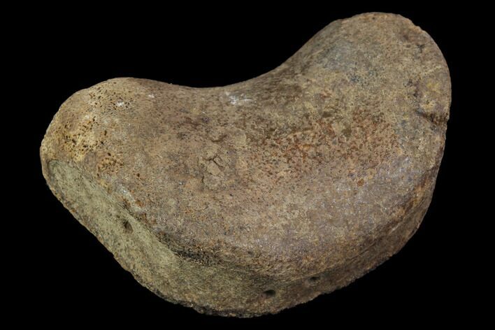 Hadrosaur Foot Bone - Alberta (Disposition #-) #100506